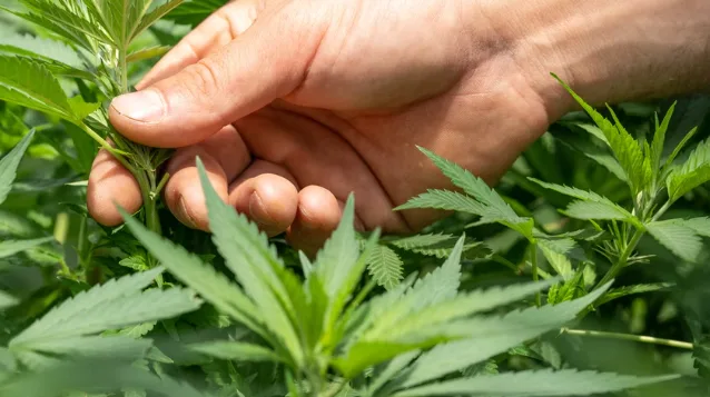 cannabis marketing strategies and tips for success