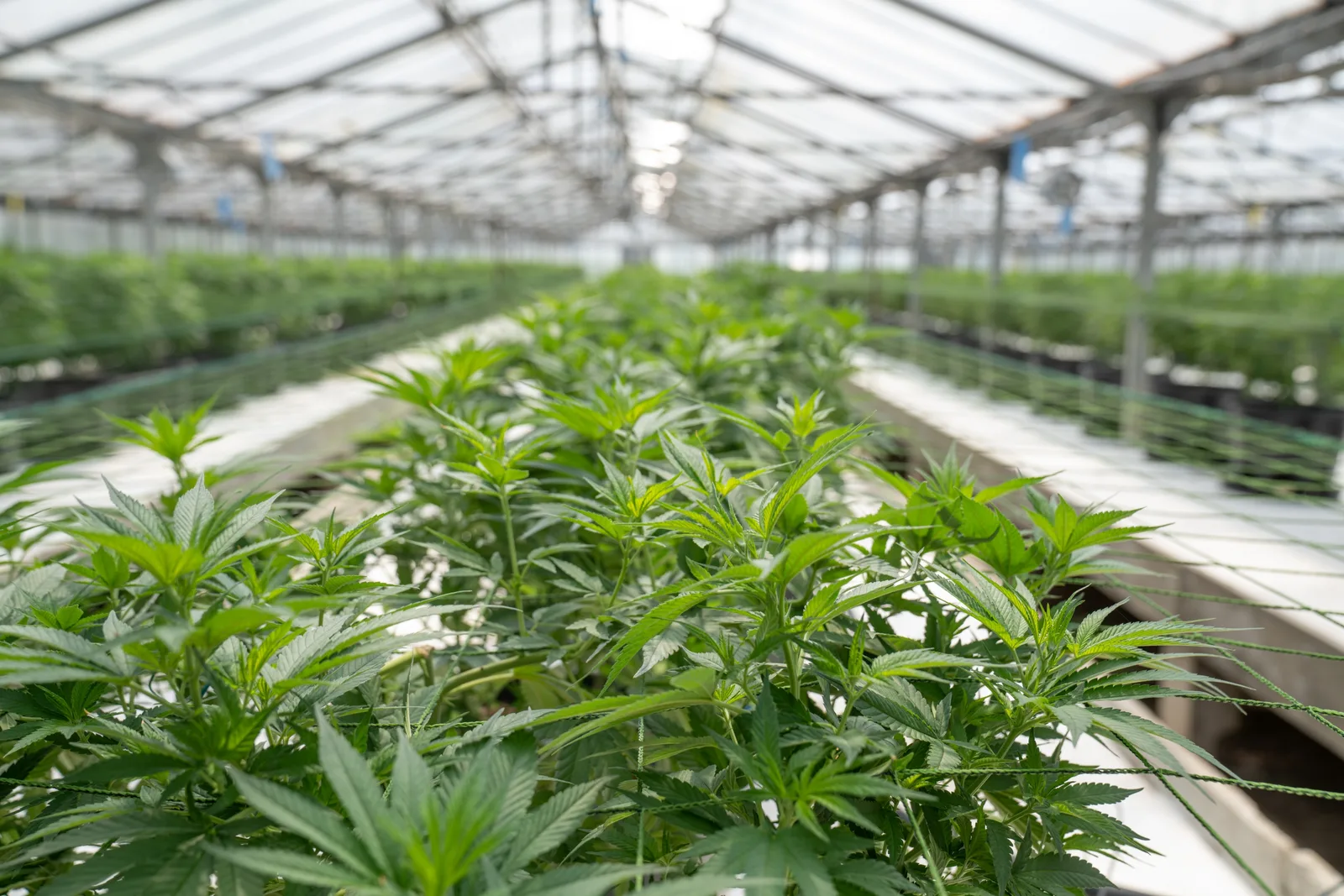 cannabis public relations firm helping brands grow