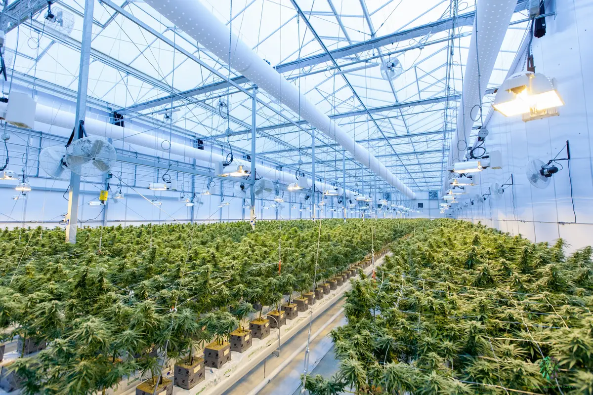 cannabis public relations firm helping brands grow in the industry