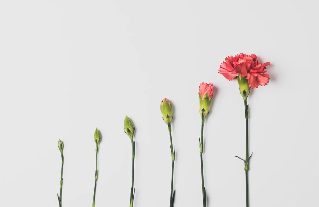 growing business with green shoots symbolizing success and expansion