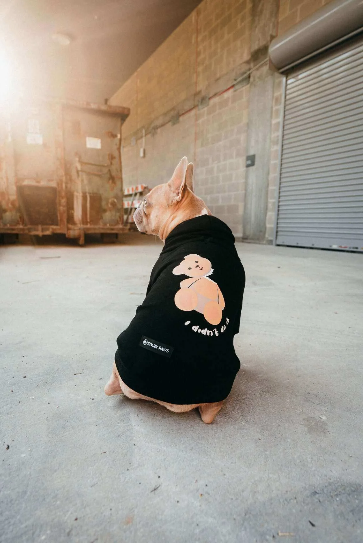 pet influencer dog posing for a photo on a couch