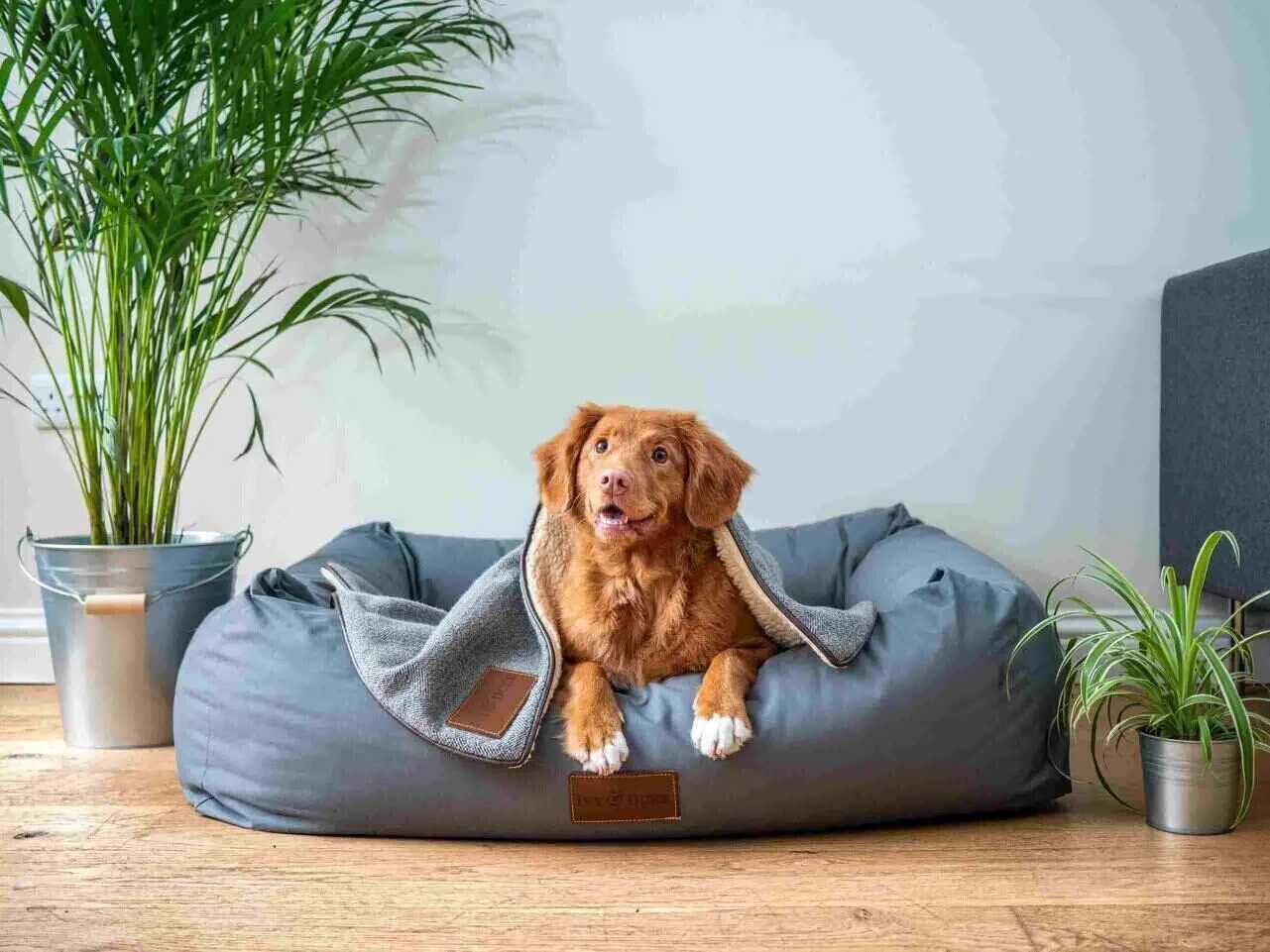 pet marketing strategies for a growing industry