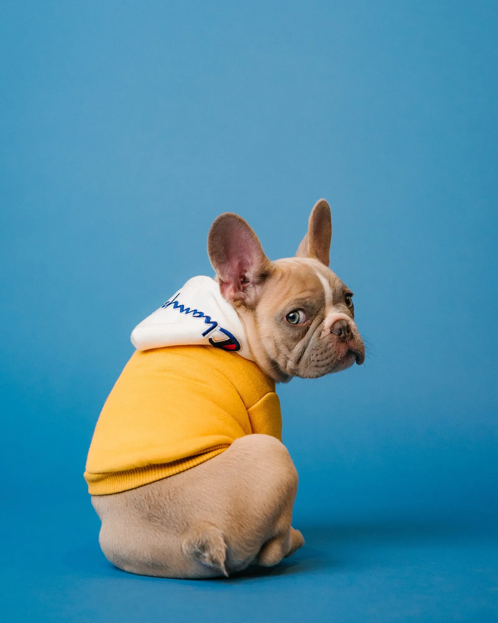 pet pr campaign strategy for animal brands