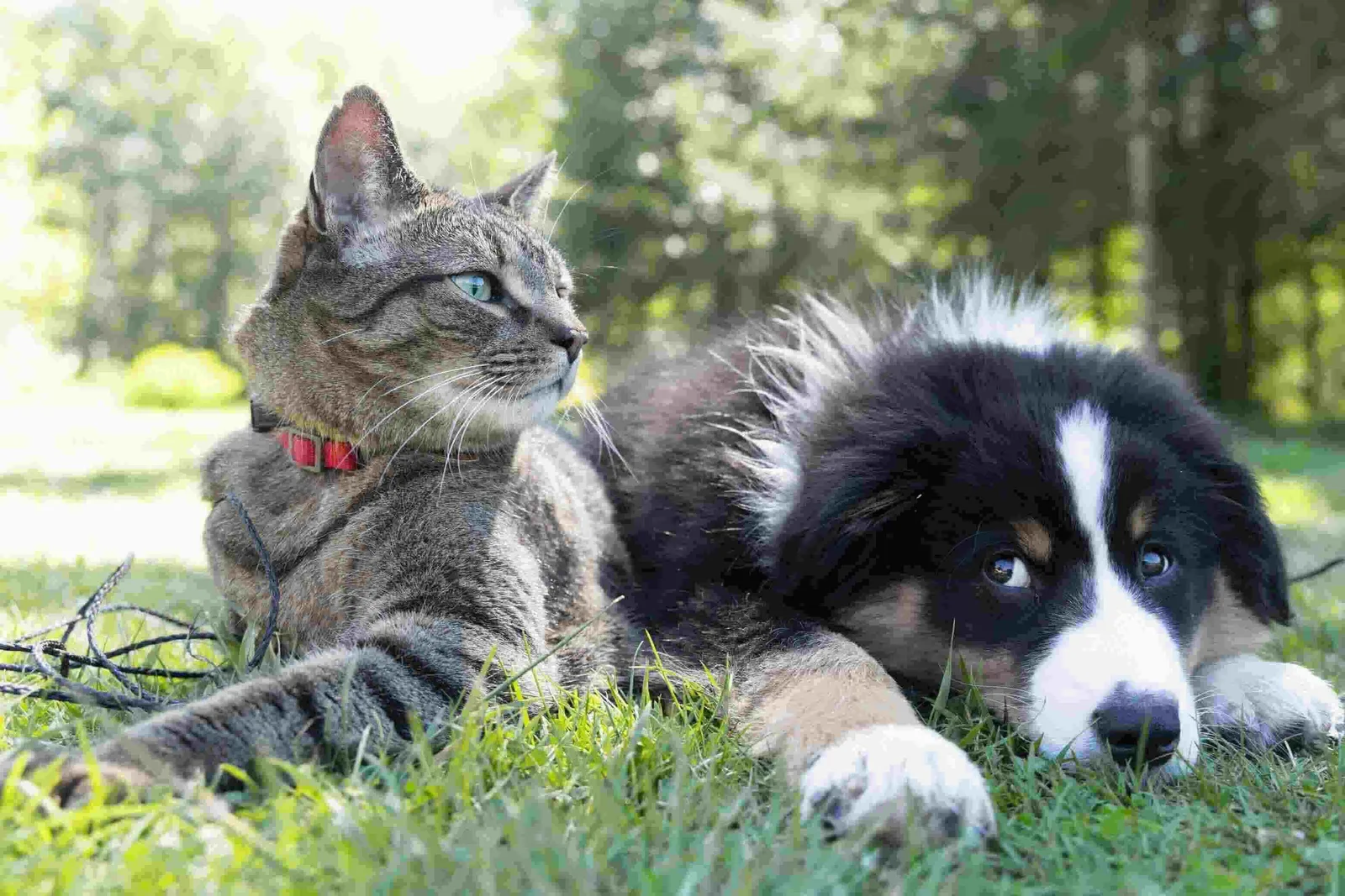 innovative pet tech gadgets for modern pet owners