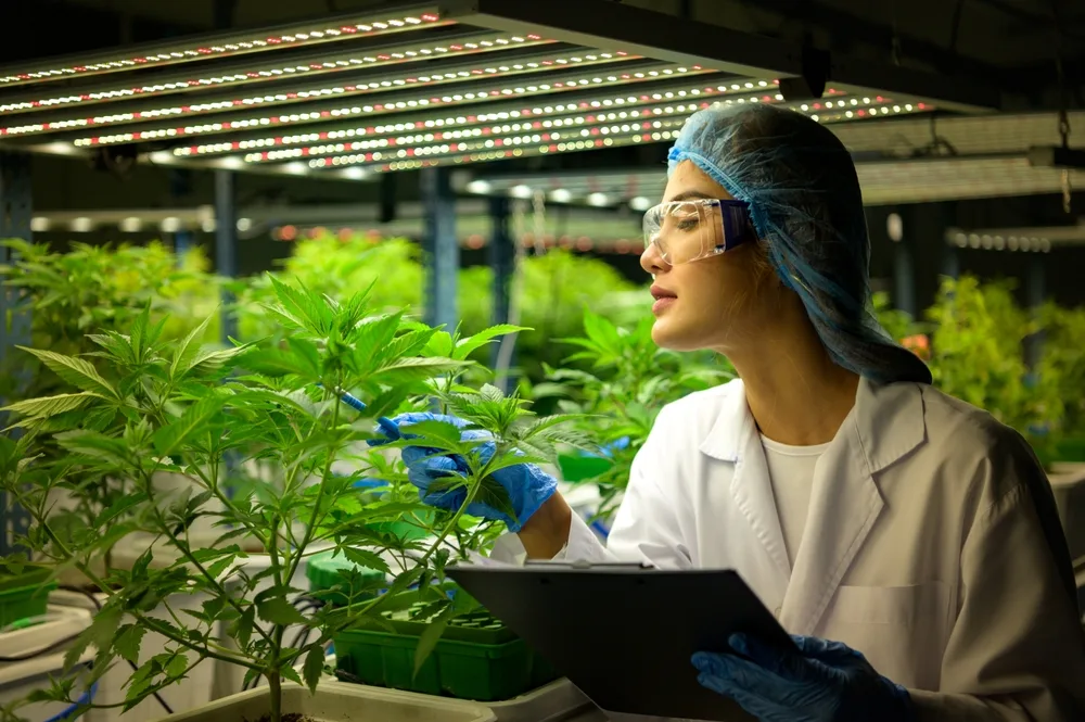 woman scientist at cannabis farm with a cannabis plant
