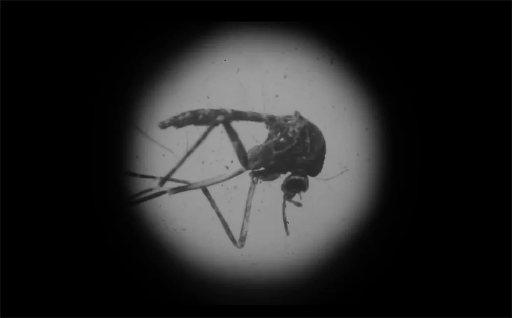 zika virus public relations crisis mosquito control efforts