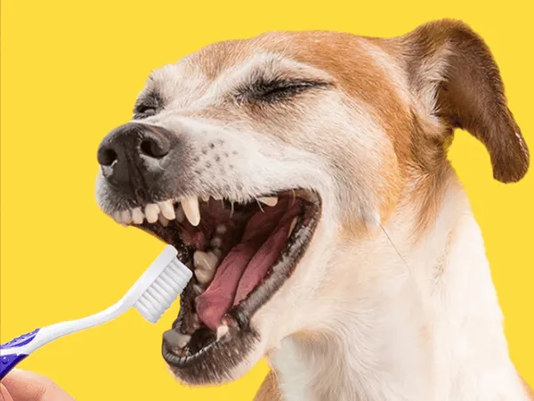 Petsmile600x4501 — 5WPR